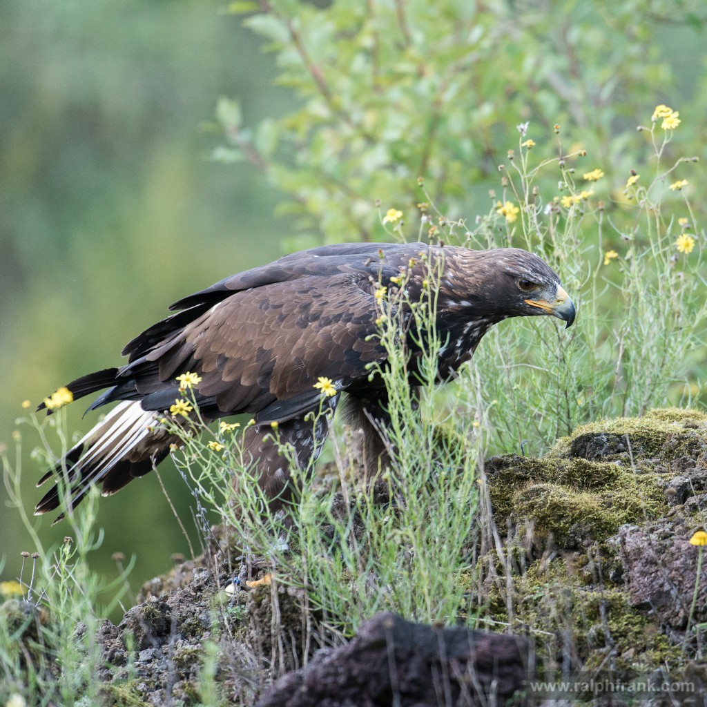 Steinadler (Aquila chrysaetos), golden eagle / Foto: Ralph Frank