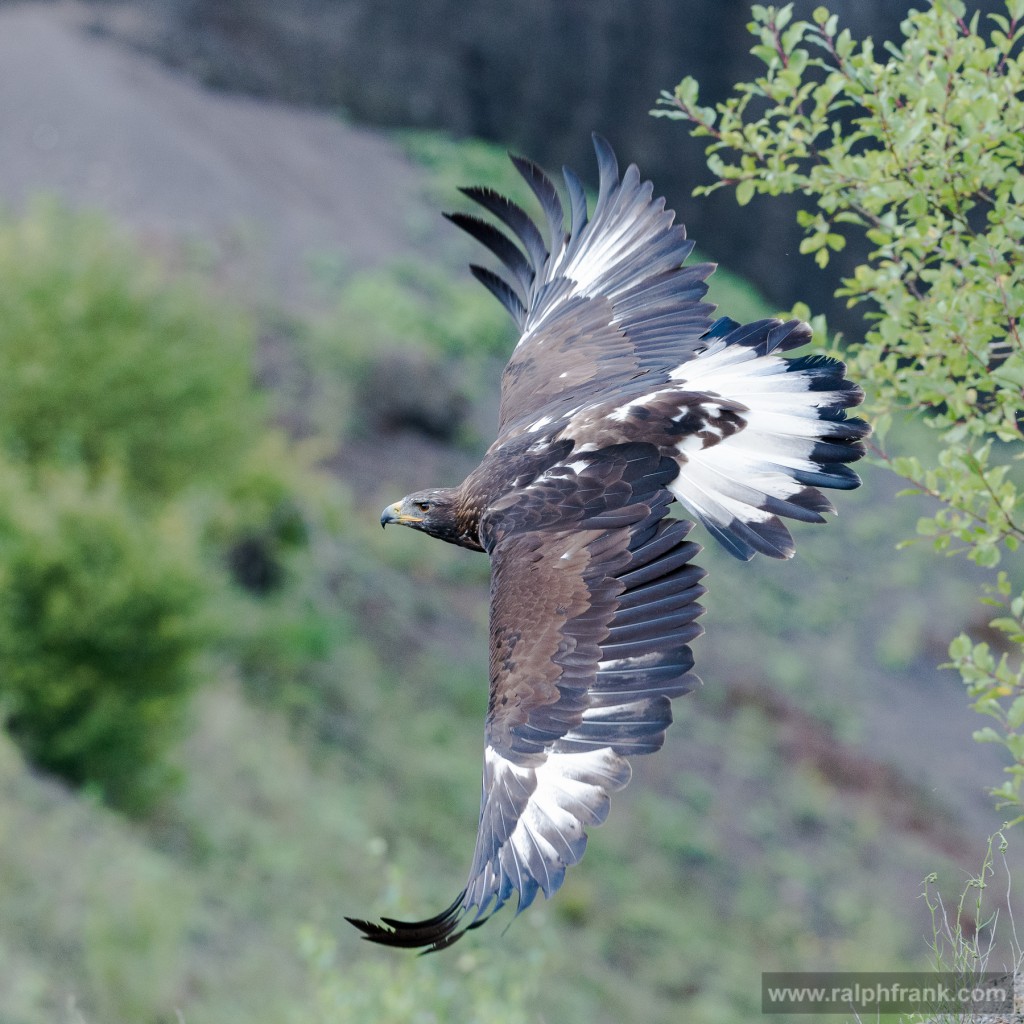Steinadler (Aquila chrysaetos), golden eagle / Foto: Ralph Frank