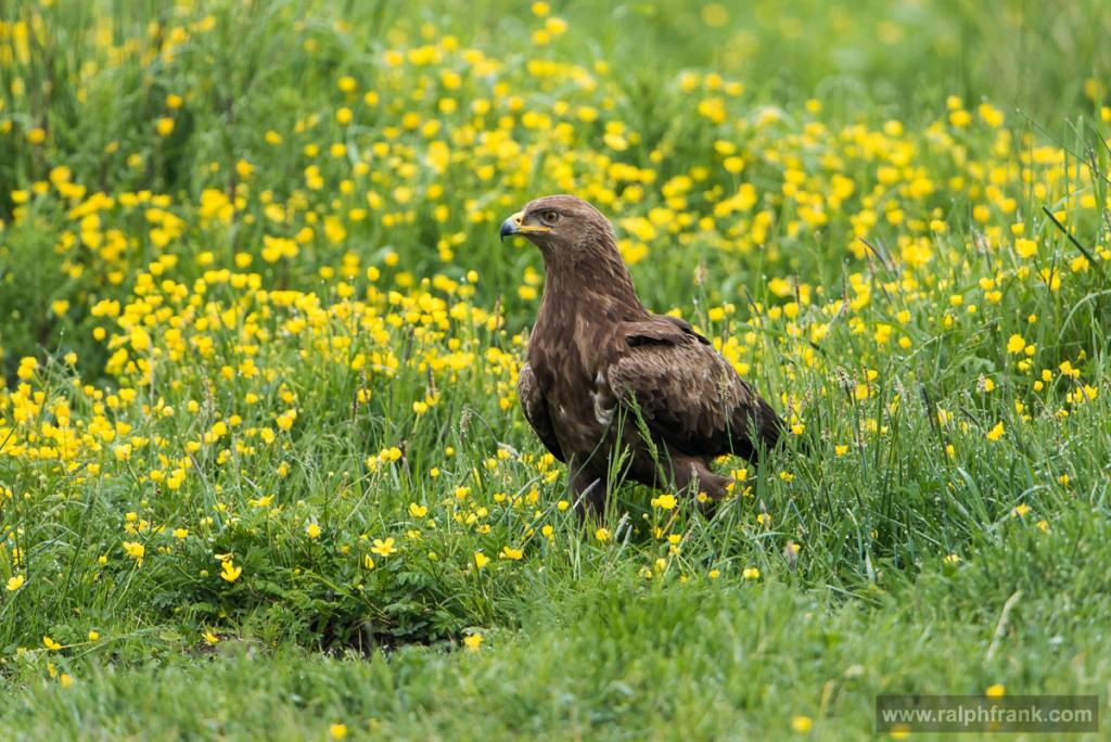 Schreiadler (Aquila pomarina) / Foto: Ralph Frank