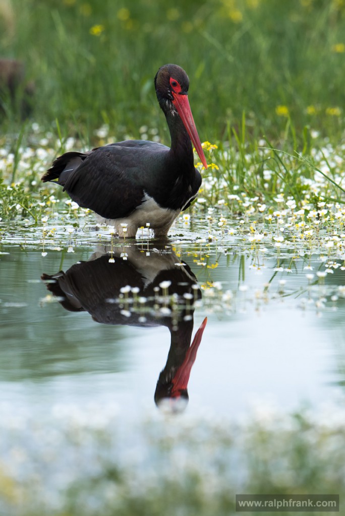 Schwarzstorch (Ciconia nigra) / Foto: Ralph Frank