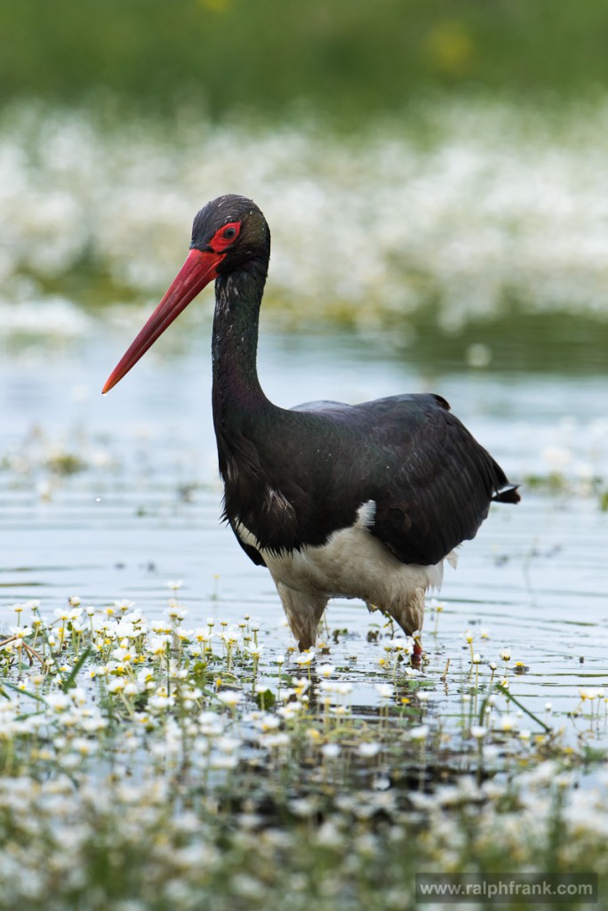 Schwarzstorch (Ciconia nigra) / Foto: Ralph Frank