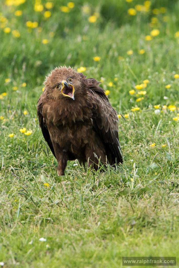 Schreiadler (Aquila pomarina) / Foto: Ralph Frank