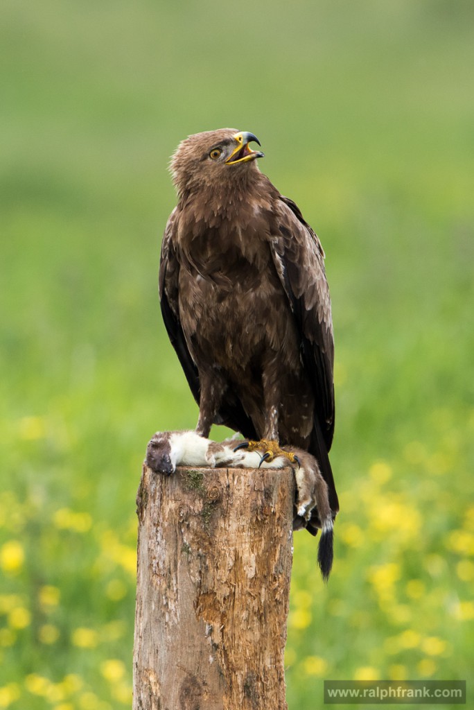 Schreiadler (Aquila pomarina) / Foto: Ralph Frank