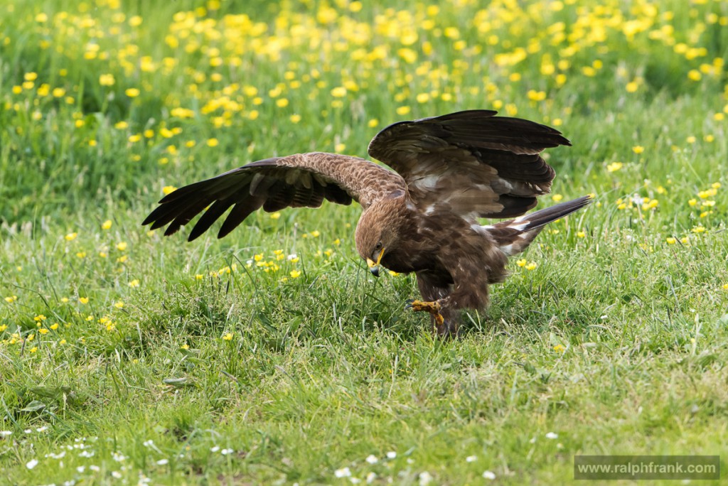Schreiadler (Aquila pomarina) / Foto: Ralph Frank