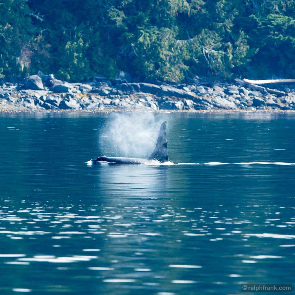 Schwertwal (Orcinus orca) / orca / grampus / Foto: Ralph Frank