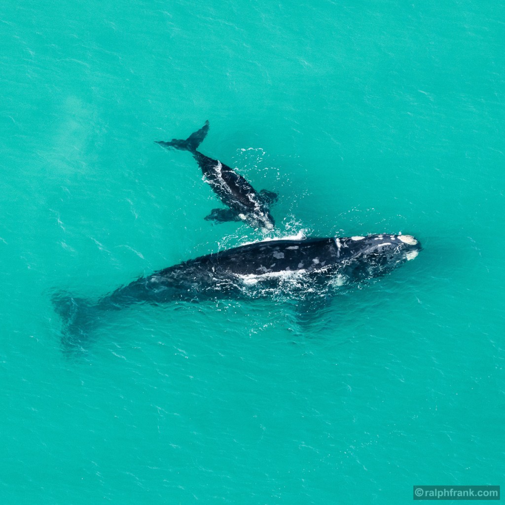 Südkaper (Eubalaena australis) mit Kalb / Southern Right Whale with calf / Foto: Ralph Frank