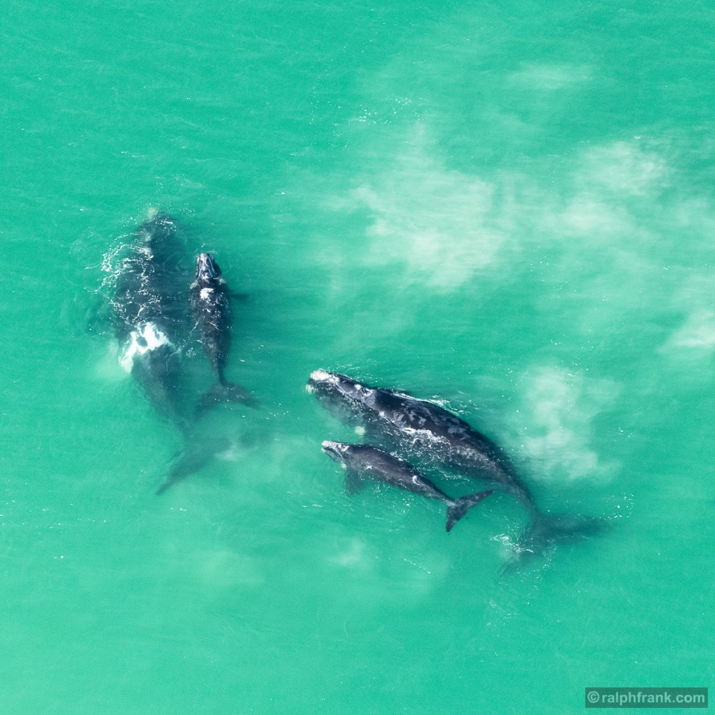 Südkaper (Eubalaena australis) mit Kalb / Southern Right Whale with calf / Foto: Ralph Frank