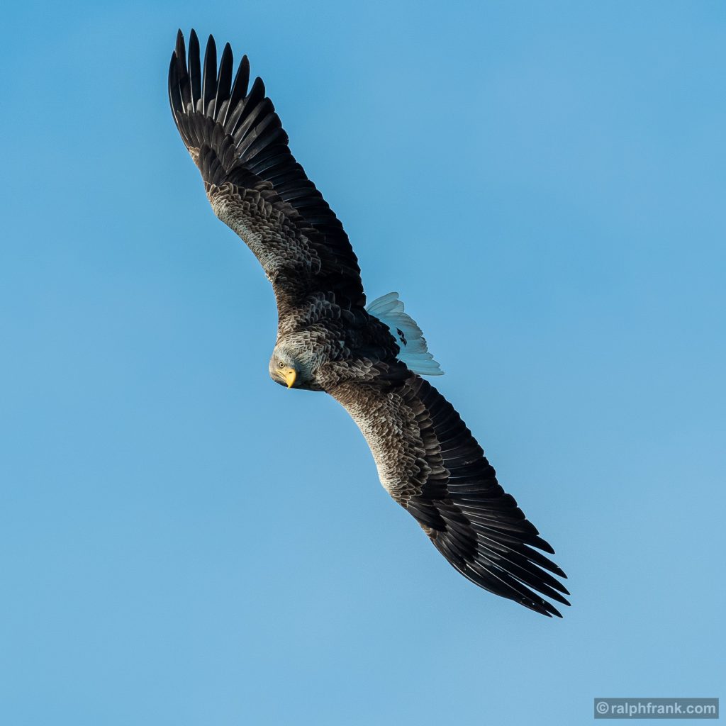 Seeadler (Haliaeetus albicilla) / white-tailed eagle / Foto: Ralph Frank