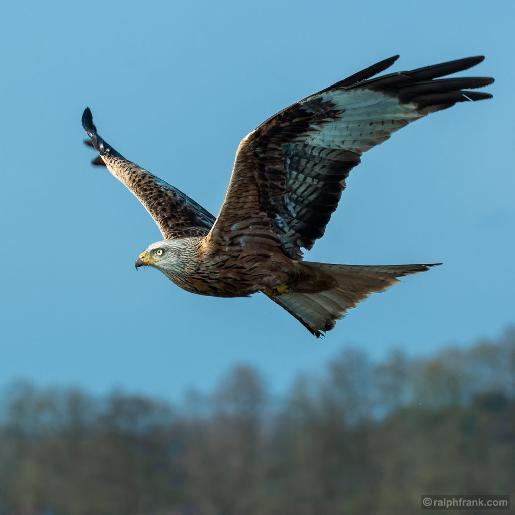 Rotmilan (Milvus milvus), auch Roter Milan, Gabelweihe oder Königsweihe genannt / red kite / Foto: Ralph Frank