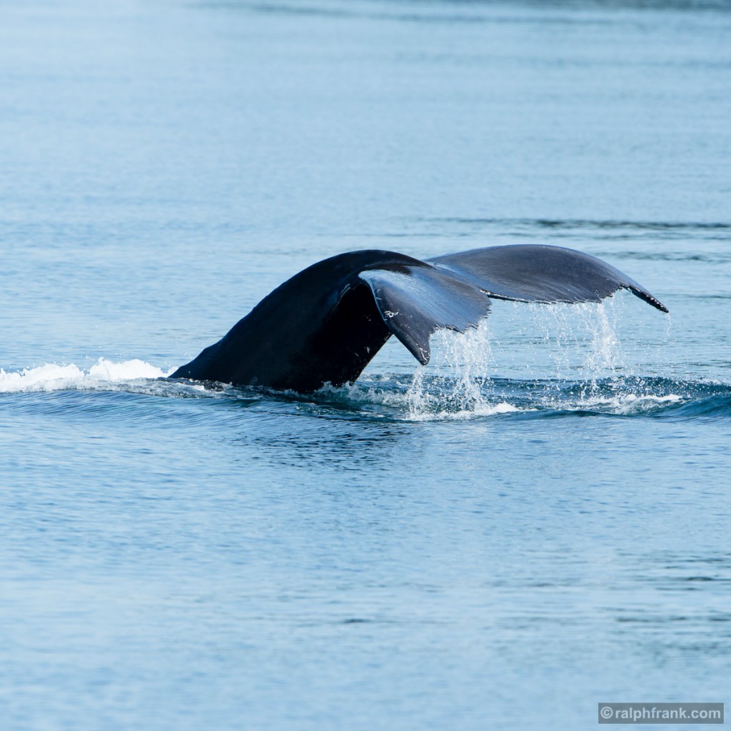 Buckelwal (Megaptera novaeangliae) / humpback / Foto: Ralph Frank