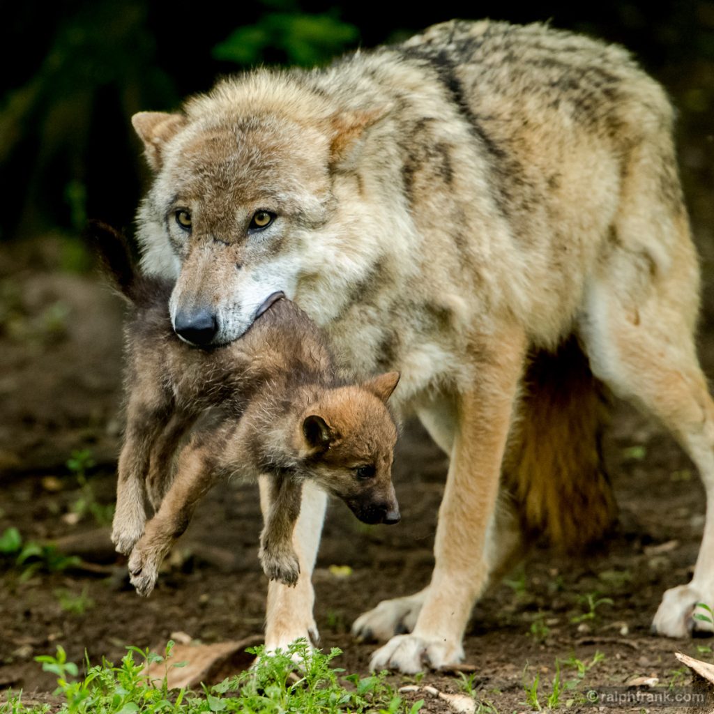 Wolf (Canis lupus) / Foto: Ralph Frank