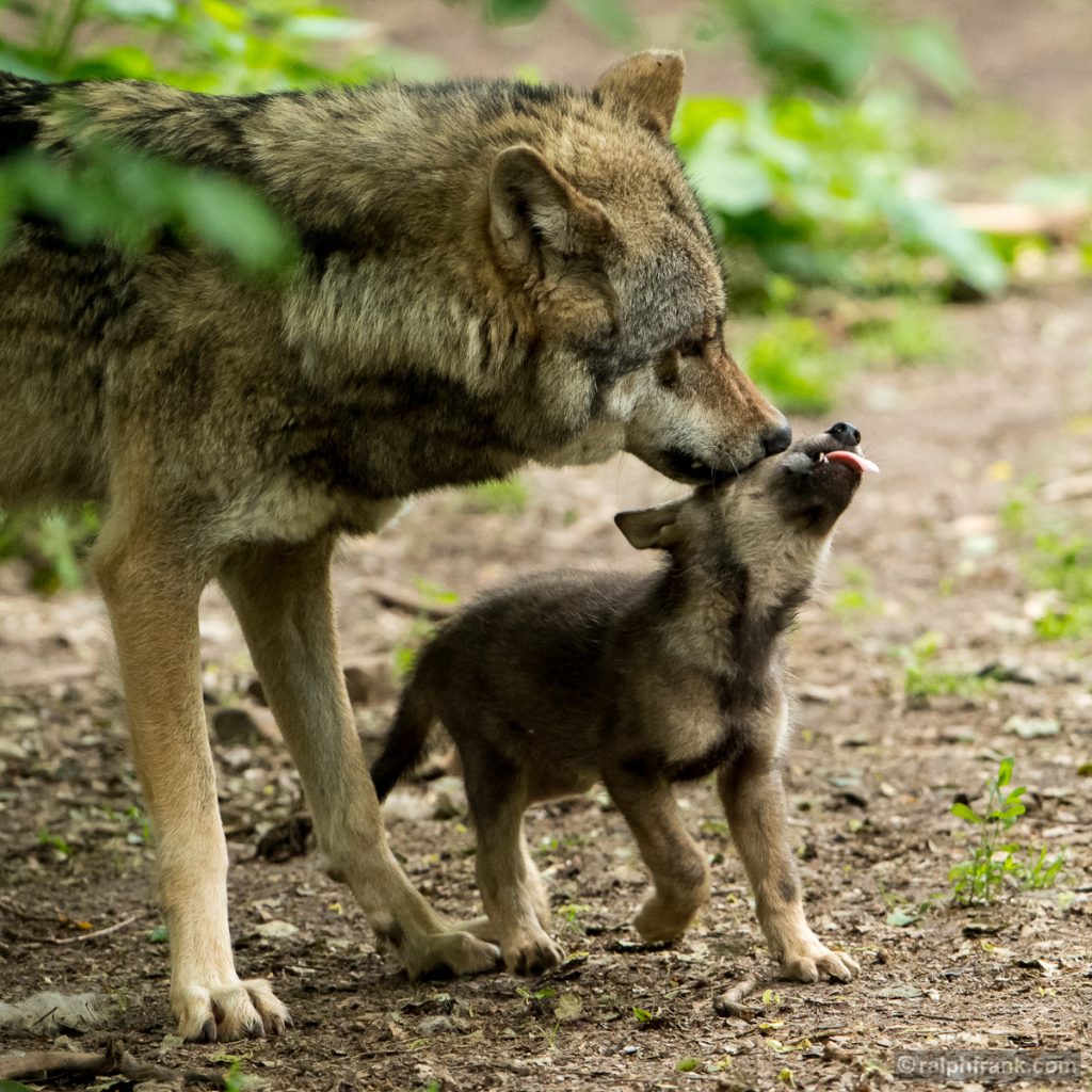 Wolf (Canis lupus) / Foto: Ralph Frank