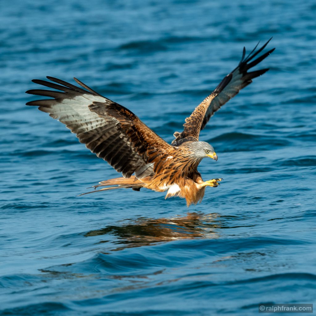 Rotmilan (Milvus milvus), auch Roter Milan, Gabelweihe oder Königsweihe genannt / red kite / Foto: Ralph Frank