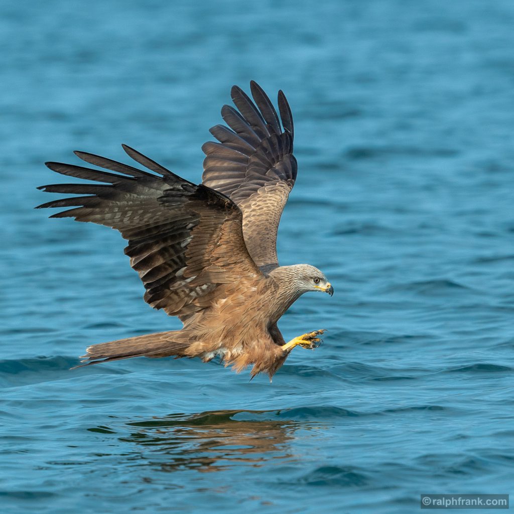 Schwarzmilan oder Schwarzer Milan (Milvus migrans), black kite / Foto: Ralph Frank