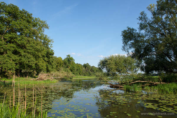 Altwasser bei Dessau / Waldersee / Foto: Ralph Frank WWF