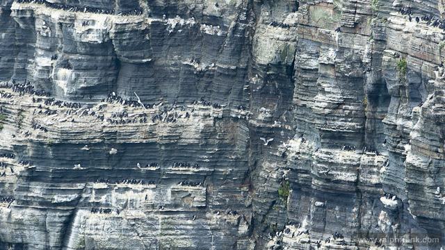 unzählige Meeresvögel in den Cliffs