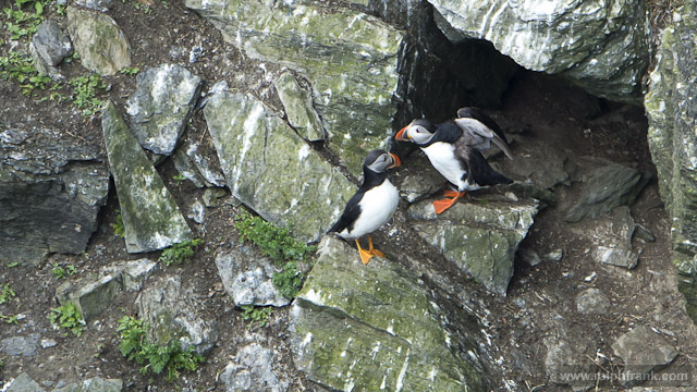 Papageitaucher (puffin)