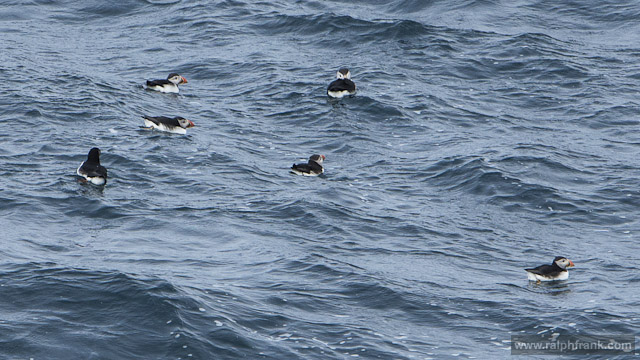 Papageitaucher (puffin)