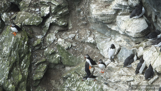 Papageitaucher (puffin), Lummen