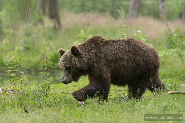 Braunbär / Foto: Ralph Frank