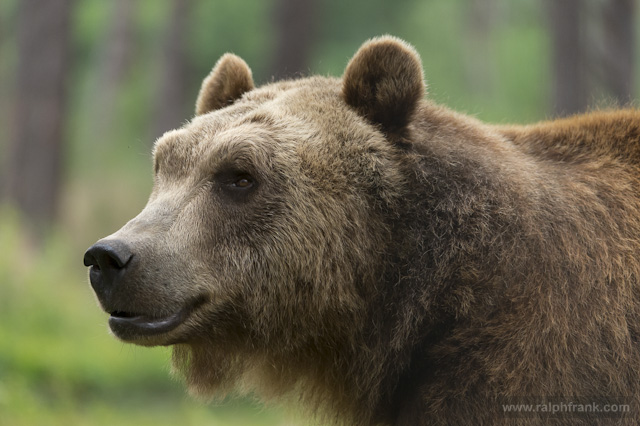 Braunbär / Foto: Ralph Frank