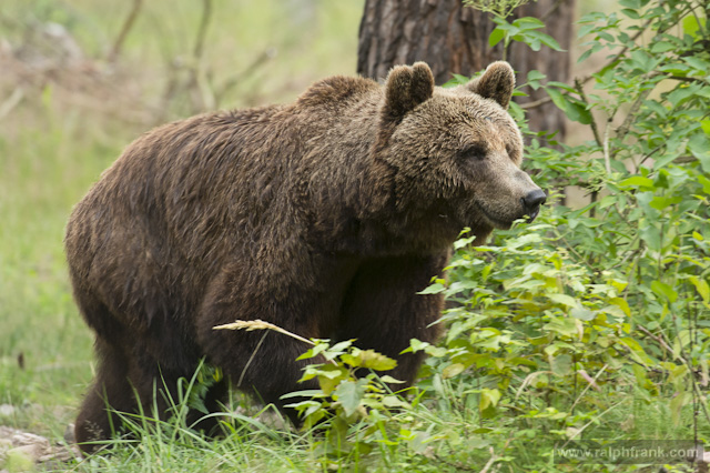 Braunbär / Foto: Ralph Frank