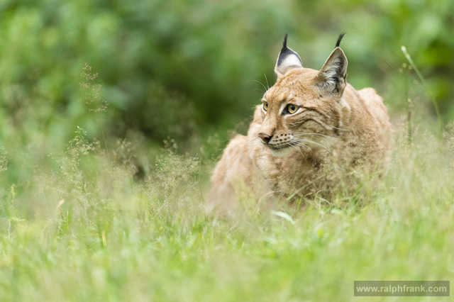 Luchs / Foto: Ralph Frank