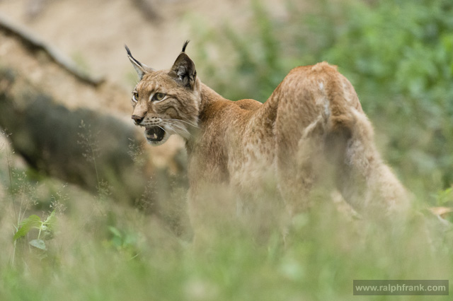 Luchs / Foto: Ralph Frank