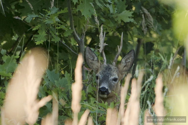 Ein seltener Achter / Foto: Ralph Frank