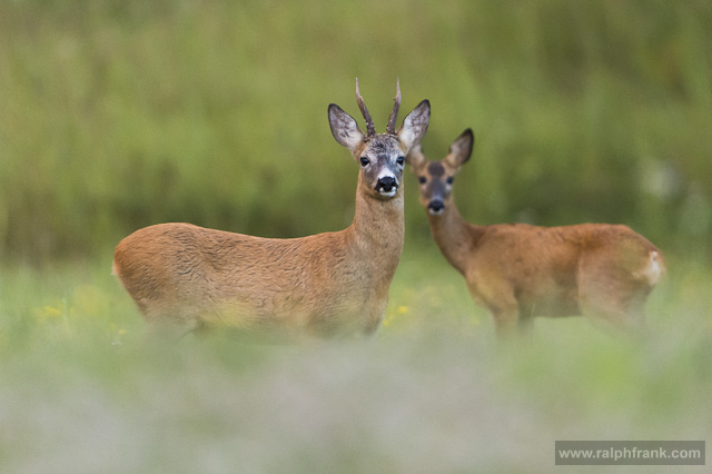 Rehwild in der Blattzeit / Foto: Ralph Frank