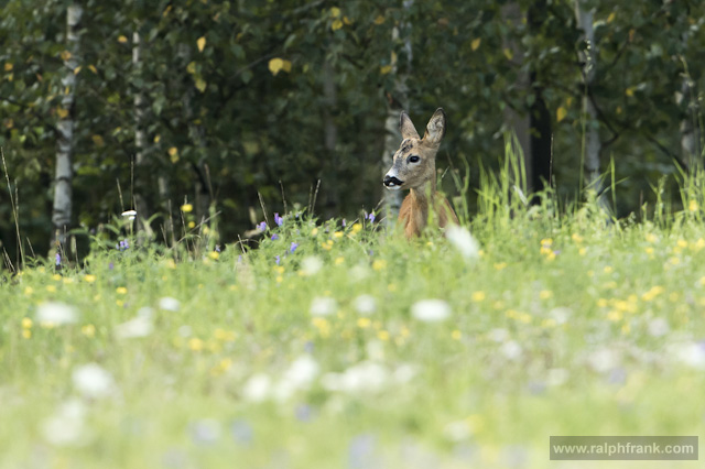 Rehwild in der Blattzeit / Foto: Ralph Frank
