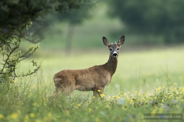 Rehwild in der Blattzeit / Foto: Ralph Frank