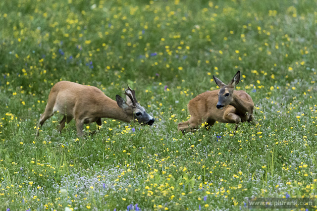 Rehwild in der Blattzeit / Foto: Ralph Frank