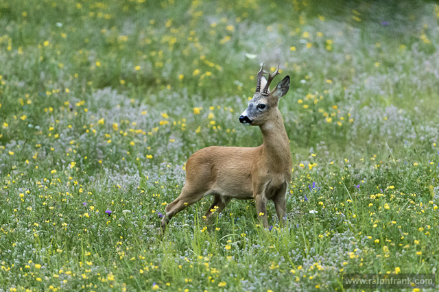 Rehwild in der Blattzeit / Foto: Ralph Frank