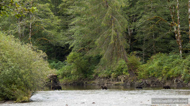 Grizzly / Grizzlys (Ursus arctos) beim Lachsfang am Nekite River / Kanada / Foto: Ralph Frank