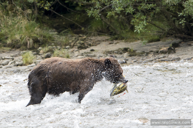 Grizzly / Grizzlys (Ursus arctos) beim Lachsfang am Nekite River / Kanada / Foto: Ralph Frank