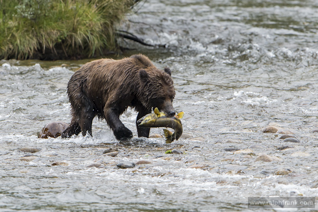 Grizzly / Grizzlys (Ursus arctos) beim Lachsfang am Nekite River / Kanada / Foto: Ralph Frank