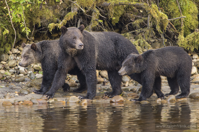 Grizzly / Grizzlys (Ursus arctos) beim Lachsfang am Nekite River / Kanada / Foto: Ralph Frank