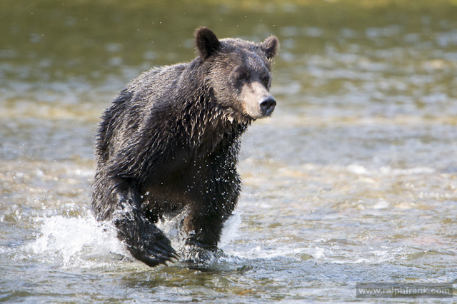 Grizzly / Grizzlys (Ursus arctos) beim Lachsfang am Nekite River / Kanada / Foto: Ralph Frank