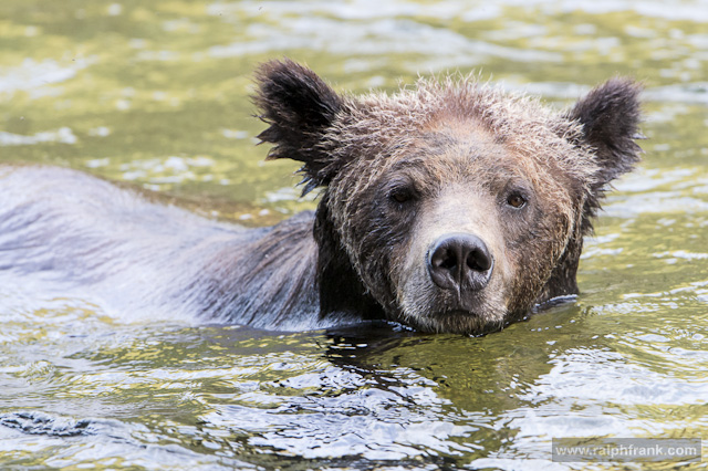 Grizzly / Grizzlys (Ursus arctos) beim Lachsfang am Nekite River / Kanada / Foto: Ralph Frank