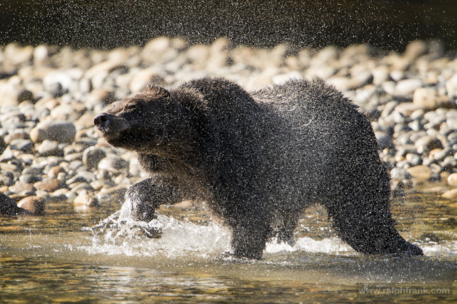 Grizzly / Grizzlys (Ursus arctos) beim Lachsfang am Nekite River / Kanada / Foto: Ralph Frank