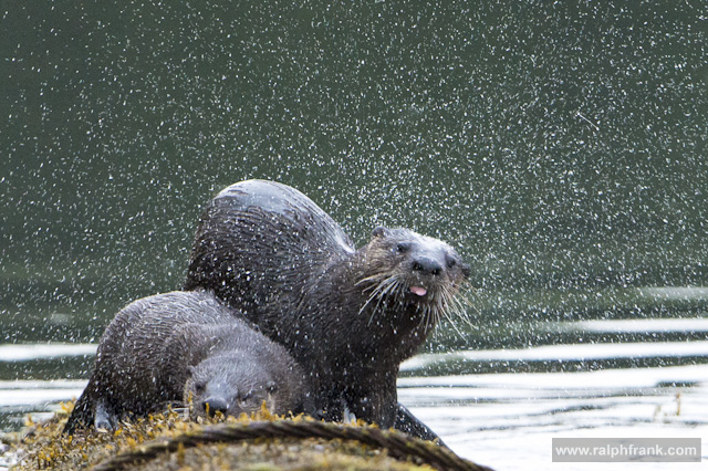 Kanadischer Fischotter, Northern River Otter (Lutra canadensis) am Smith Inlet / Kanada / Foto: Ralph Frank