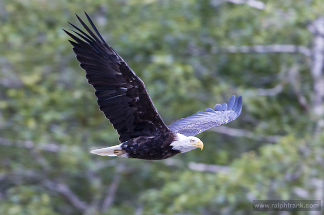 Weißkopfseeadler, Bald Eagle am Nekite River in British Columbia / Kanada / Foto: Ralph Frank