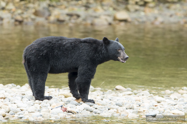 Schwarzbär / Foto: Ralph Frank