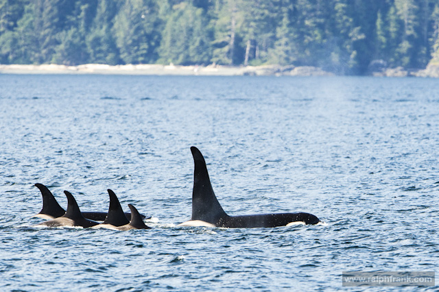 Schwertwale in der Johnstone Strait, British Columbia / Kanada / Foto: Ralph Frank