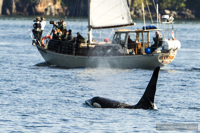 Schwertwal in der Johnstone Strait, British Columbia / Kanada / Foto: Ralph Frank