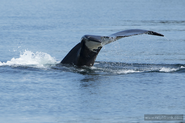 Buckelwal in der Johnstone Strait, British Columbia, Kanada, Foto: Ralph Frank