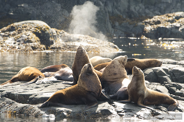 Seelöwen on der Johnstone Strait, British Columbia, Kanada / Foto: Ralph Frank