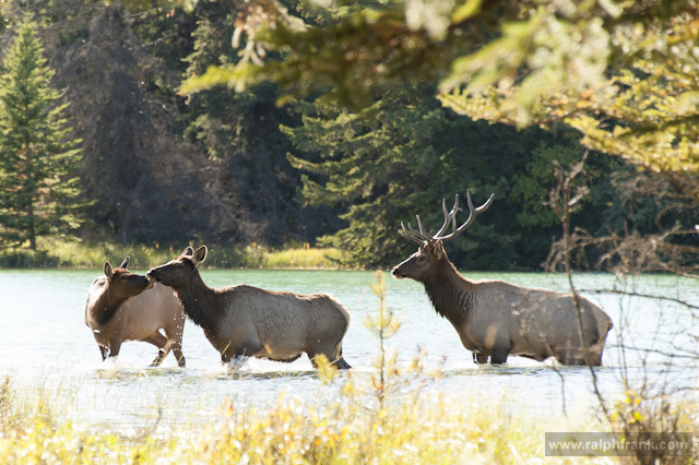 Wapitis im Lake Edith bei Jasper / Foto: Ralph Frank
