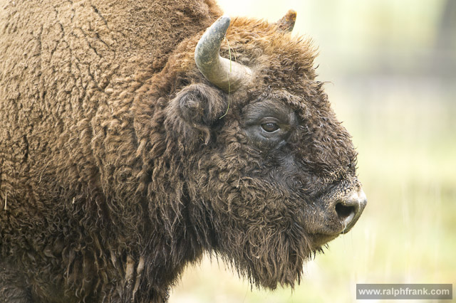 Wisent / Foto: Ralph Frank